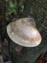 Load image into Gallery viewer, Birch Polypore Spagyric