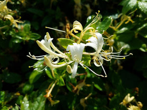 Honeysuckle Flower Essence