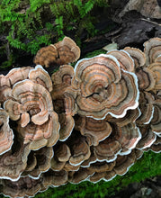 Load image into Gallery viewer, Turkey Tail Spagyric